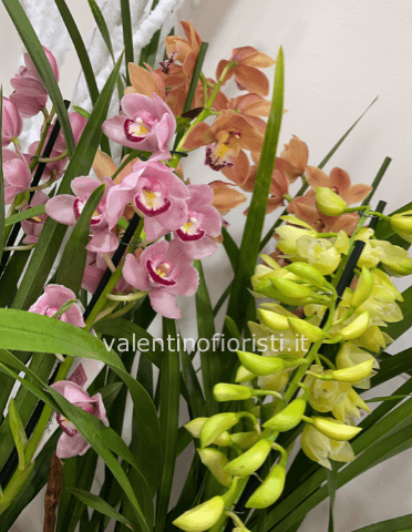 Cymbidium