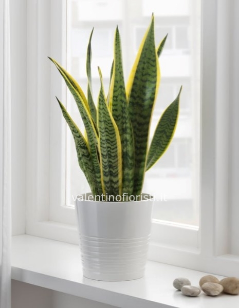 Sansevieria